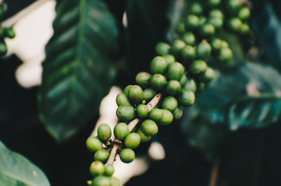 Close-up of fruit growing on tree