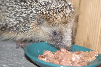 Close-up of an eating food