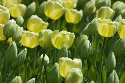 Close-up of yellow tulips on field