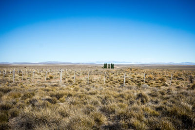 Scenic view of field against clear blue sky