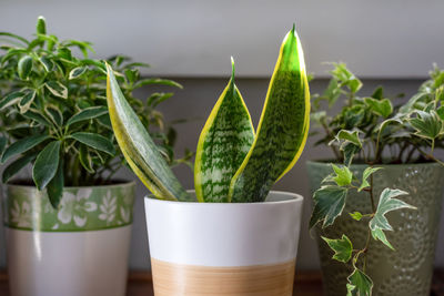 Close-up of potted plant on table