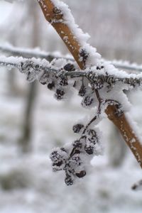 Close-up of frozen tree