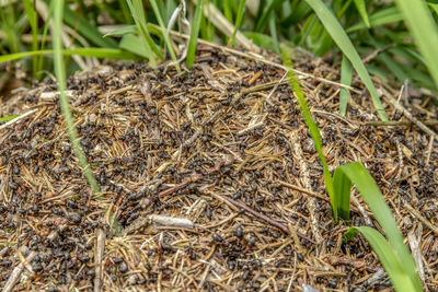 High angle view of lizard on field