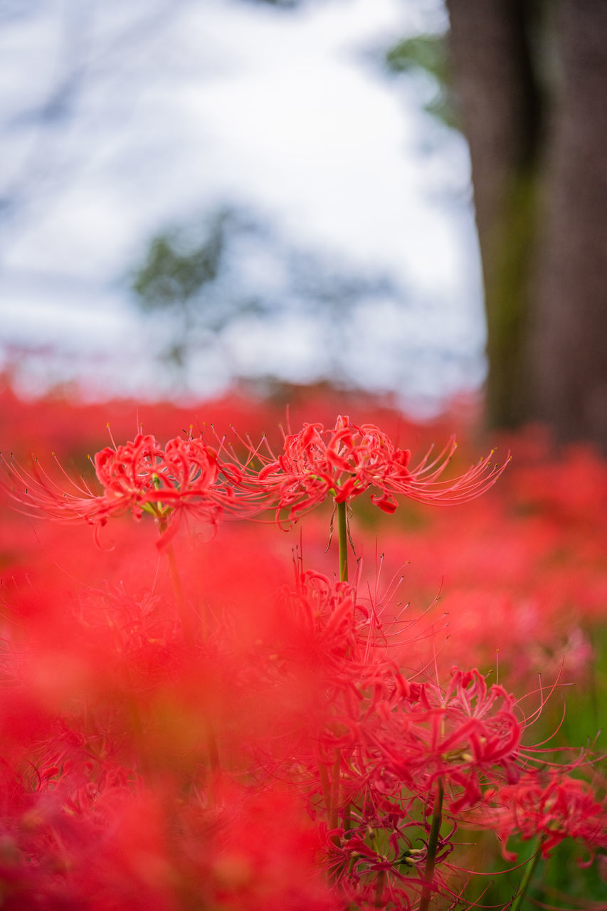 CLOSE-UP OF RED FLOWERING PLANT AGAINST BLURRED BACKGROUND