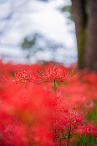 Close-up of red flowering plant