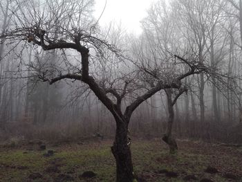 Bare tree in forest