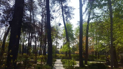 Trees growing in forest against sky