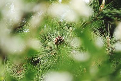 Close-up of spider on plant