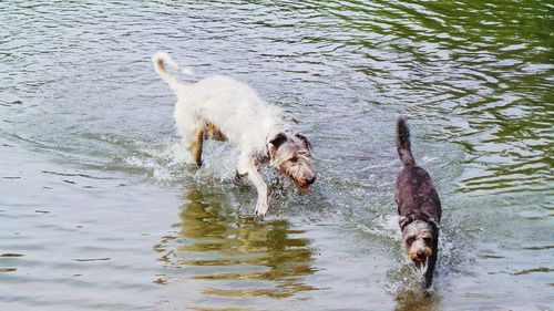 Two birds in the lake