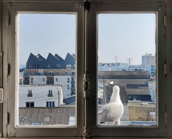 Seagull perching on a window