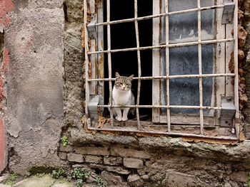 Sad cat sitting behind bars in istanbul