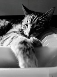 Close-up of cat resting on tiled floor