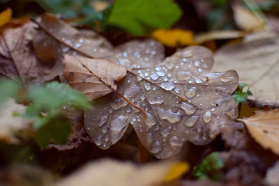 Close-up of water drops on leaves