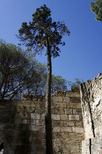 Low angle view of trees against clear blue sky