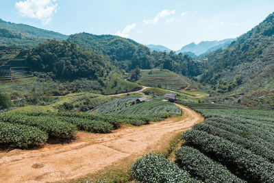 The tea plantations in chiang mai , thailand