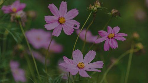 Close-up of pink cosmos flowers