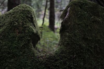 Close-up of moss on tree trunk