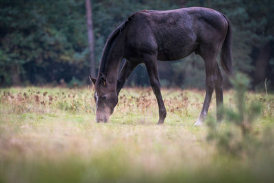Horse grazing on field