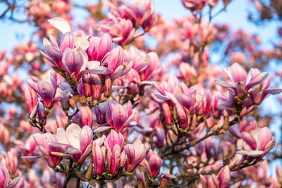 Close-up of pink cherry blossoms in spring