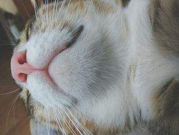 Close-up of cat with eyes closed