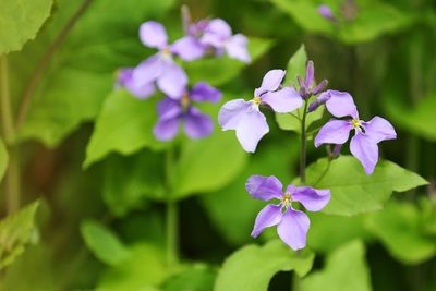 Close-up of purple flowering plant