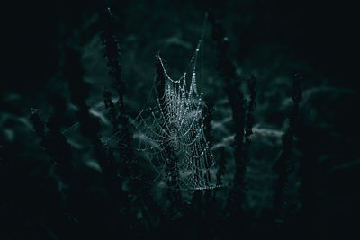 Spiderweb with rain droplets on the meadow