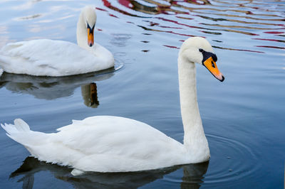 Two white swans