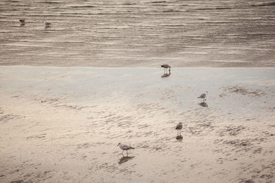 High angle view of dog on beach