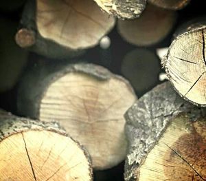 Close-up of plant against blurred background