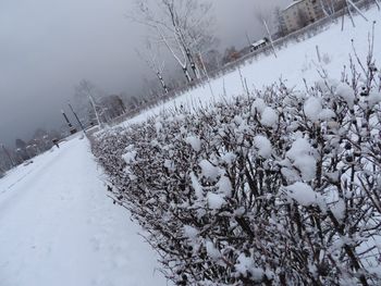 Snow covered trees