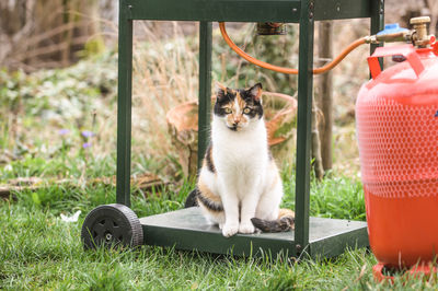 Cat sitting on grassy field with camping grill and gas cylinder