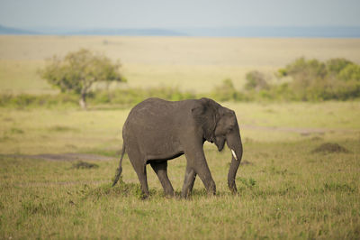 Elephant walking in a field