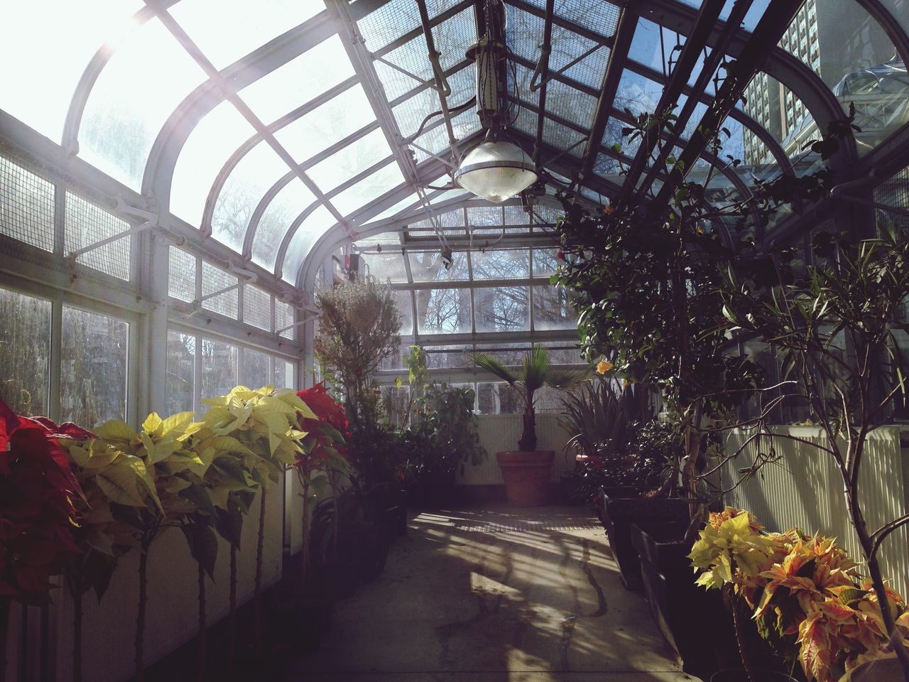 indoors, built structure, architecture, plant, ceiling, growth, flower, leaf, day, potted plant, low angle view, greenhouse, tree, decoration, no people, design, railing, nature, formal garden, green color