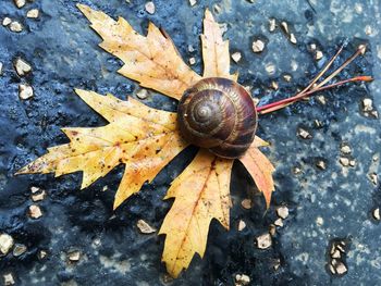 High angle view of snail on leaf