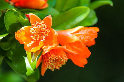 Close-up of orange flowering plant