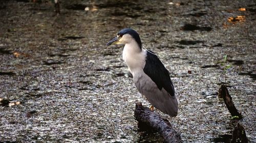 Close-up of gray heron