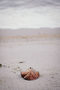 Close-up of shell on beach against sky