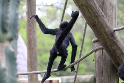 Rear view of monkey on rope at zoo