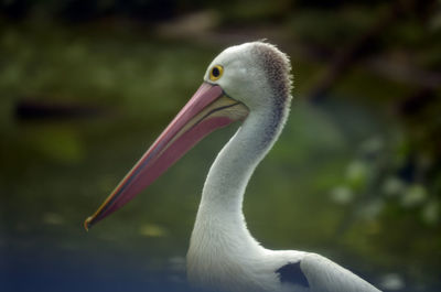 Close-up of bird