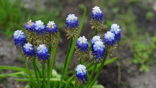 Close-up of  grape      hyacinths on field in form of heart