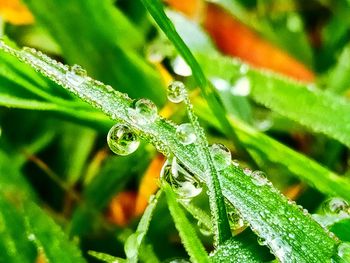 Close-up of wet plant