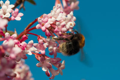 Close-up of a bumblebee on pink cherry blossom