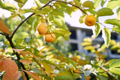 Close-up of fruits growing on tree