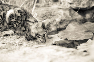 Close-up of cat by lake