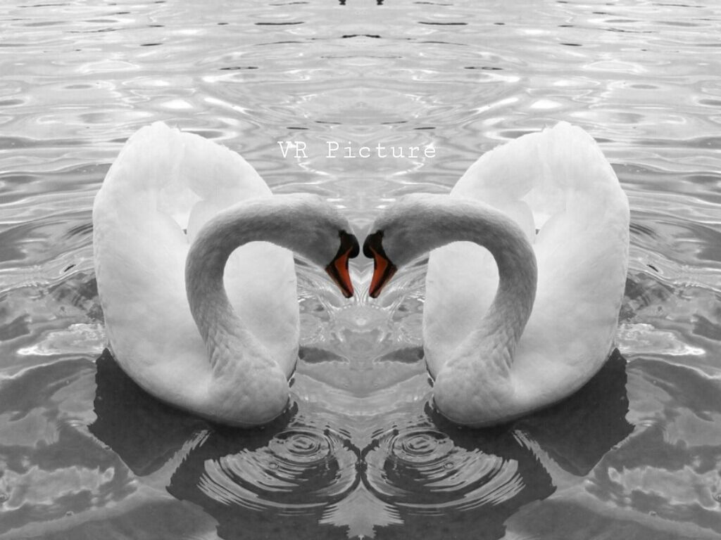 swan, bird, animal themes, water, animals in the wild, wildlife, lake, swimming, white color, waterfront, water bird, rippled, reflection, beak, nature, two animals, floating on water, outdoors, day