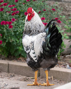 Close-up of a bird