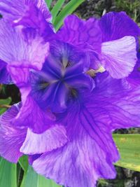 Close-up of purple flowers blooming outdoors