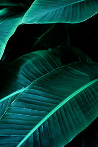 Full frame shot of palm leaves
