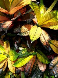 Close-up of autumn leaves