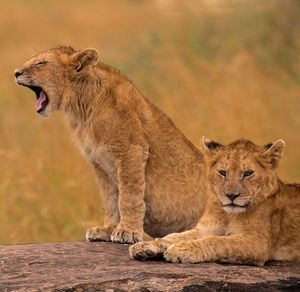 Lion looking away